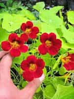 Καπουτσίνος ''Empress of India'' Νάνος - Image 4