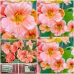 Καπουτσίνος ''Salmon Baby'' Νάνος