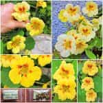 Καπουτσίνος ''Peach Melba'' Νάνος