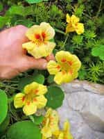 Καπουτσίνος ''Peach Melba'' Νάνος - Image 2