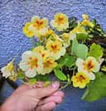 Καπουτσίνος ''Peach Melba'' Νάνος - Image 3