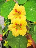 Καπουτσίνος ''Peach Melba'' Νάνος - Image 4