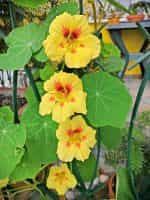 Καπουτσίνος ''Peach Melba'' Νάνος - Image 5