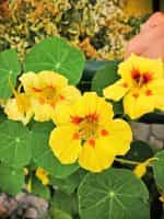 Καπουτσίνος ''Peach Melba'' Νάνος - Image 6