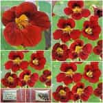 Καπουτσίνος ''Black Velvet'' Νάνος