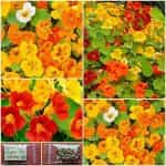 Καπουτσίνος ''Jewel Mix'' Νάνος