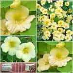 Καπουτσίνος ''Moonlight'' Σκαλωτός