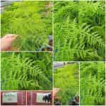 Αράχνη - Καλλωπιστικό Σπαράγγι