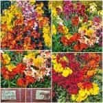 Βιολέτα Χείρανθος Μιξ