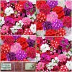 Βερβένα ''Grandiflora'' Μιξ