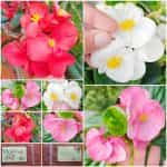 Βιγόνια Μιξ