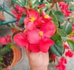 Βιγόνια Μιξ - Image 2