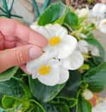 Βιγόνια Μιξ - Image 3