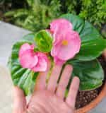 Βιγόνια Μιξ - Image 4