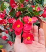 Βιγόνια Μιξ - Image 5