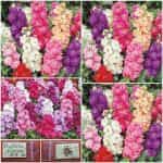 Βιολέτα ''Nizza'' Μιξ