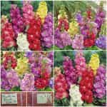 Βιολέτα ''Bush Exa''