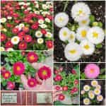 Μαργαρίτα ''Pompon'' Μιξ