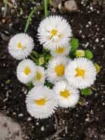 Μαργαρίτα ''Pompon'' Μιξ - Image 2