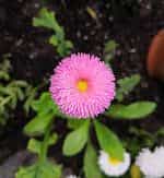 Μαργαρίτα ''Pompon'' Μιξ - Image 3