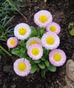 Μαργαρίτα ''Pompon'' Μιξ - Image 4