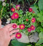 Μαργαρίτα ''Pompon'' Μιξ - Image 5