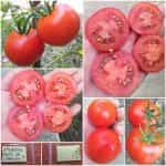 Ντομάτα ''Belle de Lorraine''