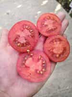 Ντομάτα ''Belle de Lorraine'' - Image 2