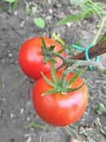 Ντομάτα ''Belle de Lorraine'' - Image 3