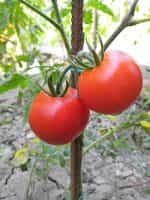 Ντομάτα ''Belle de Lorraine'' - Image 4