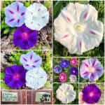 Ιπομέα Πολύχρωμη Μιξ