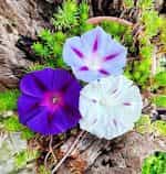 Ιπομέα Πολύχρωμη Μιξ - Image 3