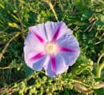 Ιπομέα Πολύχρωμη Μιξ - Image 5