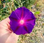 Ιπομέα Πολύχρωμη Μιξ - Image 6