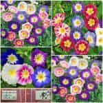 Κονβόλβουλος Νάνος Μιξ