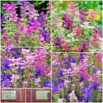 Φασκόμηλο - Σάλβια ''Clary'' Μιξ