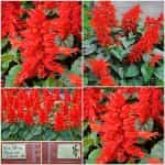 Φασκόμηλο - Σάλβια ''Φωτιά'' Νάνα