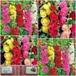 Αλθαία ''Δενδρομολόχα'' Διπλή Μιξ