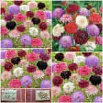 Σκαμπιόζα Μιξ