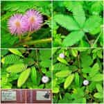 Μιμόζα ''Μη Μου Άπτου''