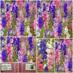 Δελφινάκι Μιξ