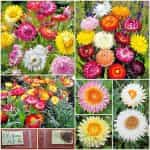 Ελίχρυσο Μιξ