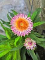 Ελίχρυσο Μιξ - Image 2