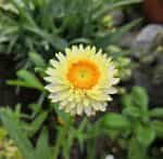 Ελίχρυσο Μιξ - Image 3