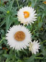 Ελίχρυσο Μιξ - Image 4