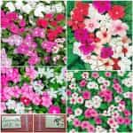 Δαφνούλα Μιξ