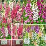 Δακτυλίδα Μιξ