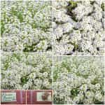 Άλυσσο Άσπρο Νάνο