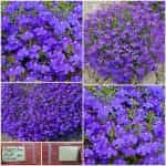 Λομπέλια Μωβ Νάνα