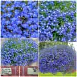 Λομπέλια ''Blue Carpet''